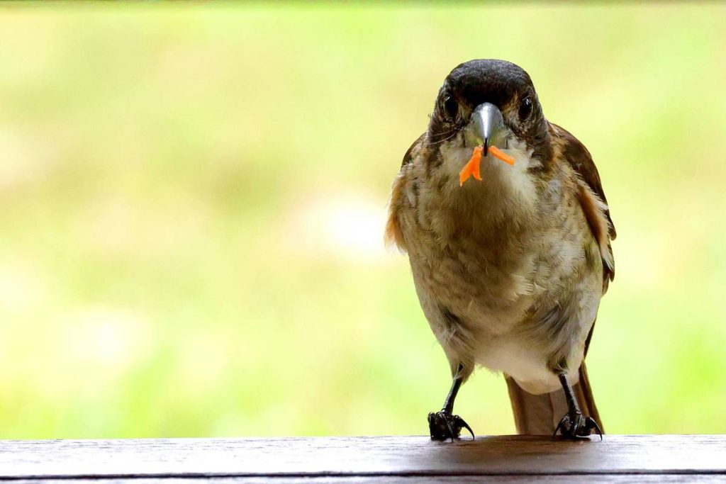 A bird sitting on top of a wooden table