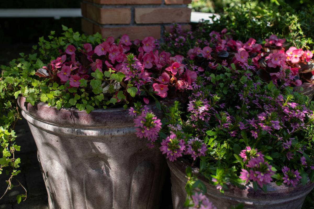 Comparison chart of common outdoor container materials: terracotta (porous, cracks in frost), fiberglass (lightweight, frost-proof), concrete (heavy, durable), wood (needs sealing), metal (rust-prone unless galvanized)